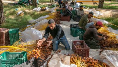 Photo of وزارة التجارة تكذب خبر وقف تصدير التمور